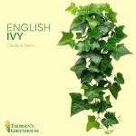 Thorsen's Greenhouse Live Green English Ivy Plant, Hedera Helix, Natural Air Purifier, Easy to Grow, Live Indoor Houseplant, 4" Diameter Pot (White)