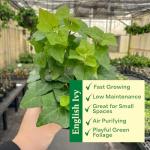 Thorsen's Greenhouse Live Green English Ivy Plant, Hedera Helix, Natural Air Purifier, Easy to Grow, Live Indoor Houseplant, 4" Diameter Pot (White)