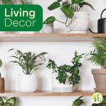 Thorsen's Greenhouse Live Green English Ivy Plant, Hedera Helix, Natural Air Purifier, Easy to Grow, Live Indoor Houseplant, 4" Diameter Pot (White)