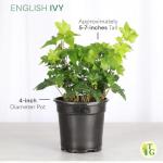 Thorsen's Greenhouse Live Green English Ivy Plant, Hedera Helix, Natural Air Purifier, Easy to Grow, Live Indoor Houseplant, 4" Diameter Pot (White)