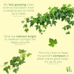 Thorsen's Greenhouse Live Green English Ivy Plant, Hedera Helix, Natural Air Purifier, Easy to Grow, Live Indoor Houseplant, 4" Diameter Pot (White)