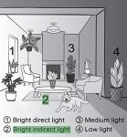 Thorsen's Greenhouse Live Green English Ivy Plant, Hedera Helix, Natural Air Purifier, Easy to Grow, Live Indoor Houseplant, 4" Diameter Pot (White)