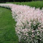 8 Dappled Willow Cuttings to Grow - Stunnning Tricolor Leafs - Salix Integra 'Hakuro Nishiki' - Grow 8 Dappled Willow Bushes