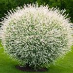 8 Dappled Willow Cuttings to Grow - Stunnning Tricolor Leafs - Salix Integra 'Hakuro Nishiki' - Grow 8 Dappled Willow Bushes