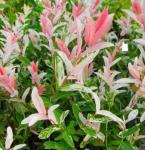 8 Dappled Willow Cuttings to Grow - Stunnning Tricolor Leafs - Salix Integra 'Hakuro Nishiki' - Grow 8 Dappled Willow Bushes