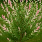 8 Dappled Willow Cuttings to Grow - Stunnning Tricolor Leafs - Salix Integra 'Hakuro Nishiki' - Grow 8 Dappled Willow Bushes