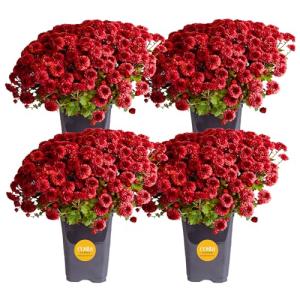Costa Farms Live Plants – Fall Mums 4-Pack (Red) in Grower Pots | 1 Qt. Seasonal Houseplants & Outdoor Flowers for Porch, Patio, or Garden | Ships in Bud Form for Longer Bloom
