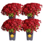 Costa Farms Live Plants – Fall Mums 4-Pack (Red) in Grower Pots | 1 Qt. Seasonal Houseplants & Outdoor Flowers for Porch, Patio, or Garden | Ships in Bud Form for Longer Bloom