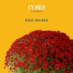 Costa Farms Live Plants – Fall Mums 4-Pack (Red) in Grower Pots | 1 Qt. Seasonal Houseplants & Outdoor Flowers for Porch, Patio, or Garden | Ships in Bud Form for Longer Bloom
