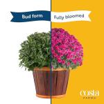 Costa Farms Live Plants – Fall Mums 4-Pack (Red) in Grower Pots | 1 Qt. Seasonal Houseplants & Outdoor Flowers for Porch, Patio, or Garden | Ships in Bud Form for Longer Bloom