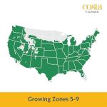 Costa Farms Live Plants – Fall Mums 4-Pack (Red) in Grower Pots | 1 Qt. Seasonal Houseplants & Outdoor Flowers for Porch, Patio, or Garden | Ships in Bud Form for Longer Bloom