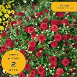 Costa Farms Live Plants – Fall Mums 4-Pack (Red) in Grower Pots | 1 Qt. Seasonal Houseplants & Outdoor Flowers for Porch, Patio, or Garden | Ships in Bud Form for Longer Bloom
