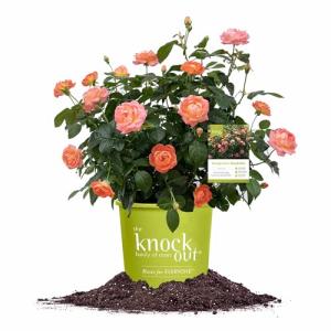Perfect Plants Orange Glow Knock Out® Rose Bush 1 Gallon | Live Roses | Flowering Shrub
