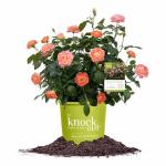 Perfect Plants Orange Glow Knock Out® Rose Bush 1 Gallon | Live Roses | Flowering Shrub
