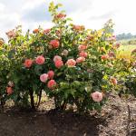 Perfect Plants Orange Glow Knock Out® Rose Bush 1 Gallon | Live Roses | Flowering Shrub