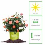 Perfect Plants Orange Glow Knock Out® Rose Bush 1 Gallon | Live Roses | Flowering Shrub