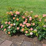 Perfect Plants Orange Glow Knock Out® Rose Bush 1 Gallon | Live Roses | Flowering Shrub