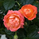 Perfect Plants Orange Glow Knock Out® Rose Bush 1 Gallon | Live Roses | Flowering Shrub