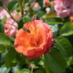 Perfect Plants Orange Glow Knock Out® Rose Bush 1 Gallon | Live Roses | Flowering Shrub