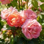 Perfect Plants Orange Glow Knock Out® Rose Bush 1 Gallon | Live Roses | Flowering Shrub