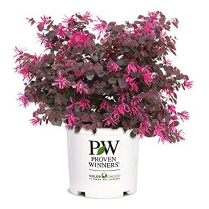 2 Gallon Proven Winners Loropetalum Jazz Hands Pink Shrub