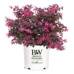 2 Gallon Proven Winners Loropetalum Jazz Hands Pink Shrub