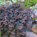 2 Gallon Proven Winners Loropetalum Jazz Hands Pink Shrub