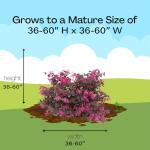 2 Gallon Proven Winners Loropetalum Jazz Hands Pink Shrub