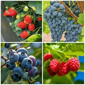1000+ Mixed Berry Seeds for Planting - Grape, Blueberry, Raspberry & Strawberry - Non-GMO & Organic Seeds, Ideal for Home Garden