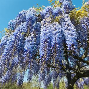 Blue Moon Wisteria Vine Plant - Hummingbird Magnet