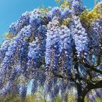 Blue Moon Wisteria Vine Plant - Hummingbird Magnet