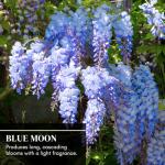 Blue Moon Wisteria Vine Plant - Hummingbird Magnet