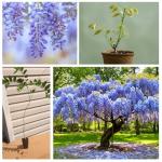 Blue Moon Wisteria Vine Plant - Hummingbird Magnet