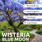 Blue Moon Wisteria Vine Plant - Hummingbird Magnet