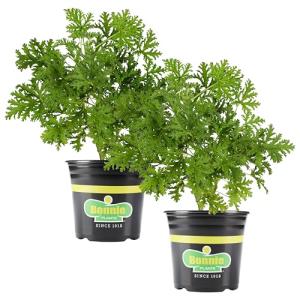 Bonnie Plants Citronella, Live Plant, 2.32 qt. 2-Pack