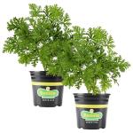 Bonnie Plants Citronella, Live Plant, 2.32 qt. 2-Pack