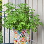 Bonnie Plants Citronella, Live Plant, 2.32 qt. 2-Pack