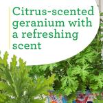 Bonnie Plants Citronella, Live Plant, 2.32 qt. 2-Pack