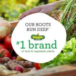 Bonnie Plants Citronella, Live Plant, 2.32 qt. 2-Pack