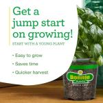 Bonnie Plants Citronella, Live Plant, 2.32 qt. 2-Pack