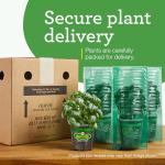 Bonnie Plants Citronella, Live Plant, 2.32 qt. 2-Pack