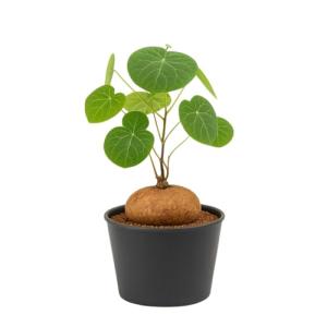 Stephania Cepharantha – Rare Caudex Plant – Live Indoor Houseplant – Unique Decorative Plant for Home or Office – Easy Care Exotic Succulent