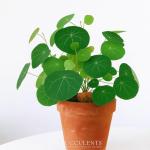 Stephania Cepharantha – Rare Caudex Plant – Live Indoor Houseplant – Unique Decorative Plant for Home or Office – Easy Care Exotic Succulent