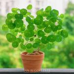 Stephania Cepharantha – Rare Caudex Plant – Live Indoor Houseplant – Unique Decorative Plant for Home or Office – Easy Care Exotic Succulent