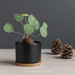 Stephania Cepharantha – Rare Caudex Plant – Live Indoor Houseplant – Unique Decorative Plant for Home or Office – Easy Care Exotic Succulent