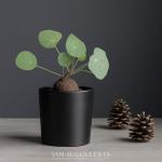 Stephania Cepharantha – Rare Caudex Plant – Live Indoor Houseplant – Unique Decorative Plant for Home or Office – Easy Care Exotic Succulent