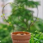 Stephania Cepharantha – Rare Caudex Plant – Live Indoor Houseplant – Unique Decorative Plant for Home or Office – Easy Care Exotic Succulent