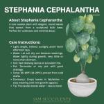 Stephania Cepharantha – Rare Caudex Plant – Live Indoor Houseplant – Unique Decorative Plant for Home or Office – Easy Care Exotic Succulent