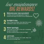 Stephania Cepharantha – Rare Caudex Plant – Live Indoor Houseplant – Unique Decorative Plant for Home or Office – Easy Care Exotic Succulent