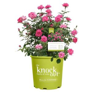 1 Gallon The Pink Double Knock Out® Rose Shrub